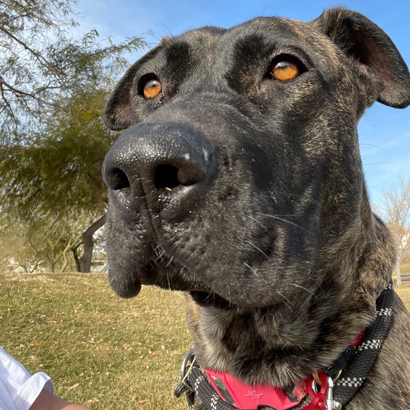 Repurposed cat food bag - Picture 6 of 7